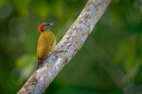 Datel stredoamericky - Piculus simplex - Rufous-winged Woodpecker o8925